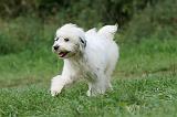 TERRIER DU TIBET 305